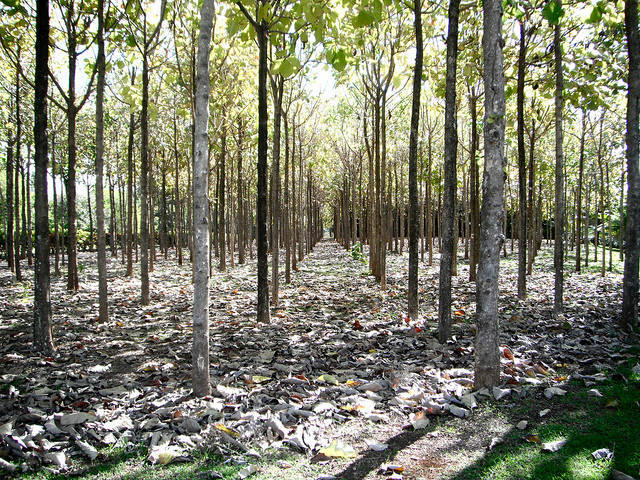 Muebles de Teca – Características de la Teca